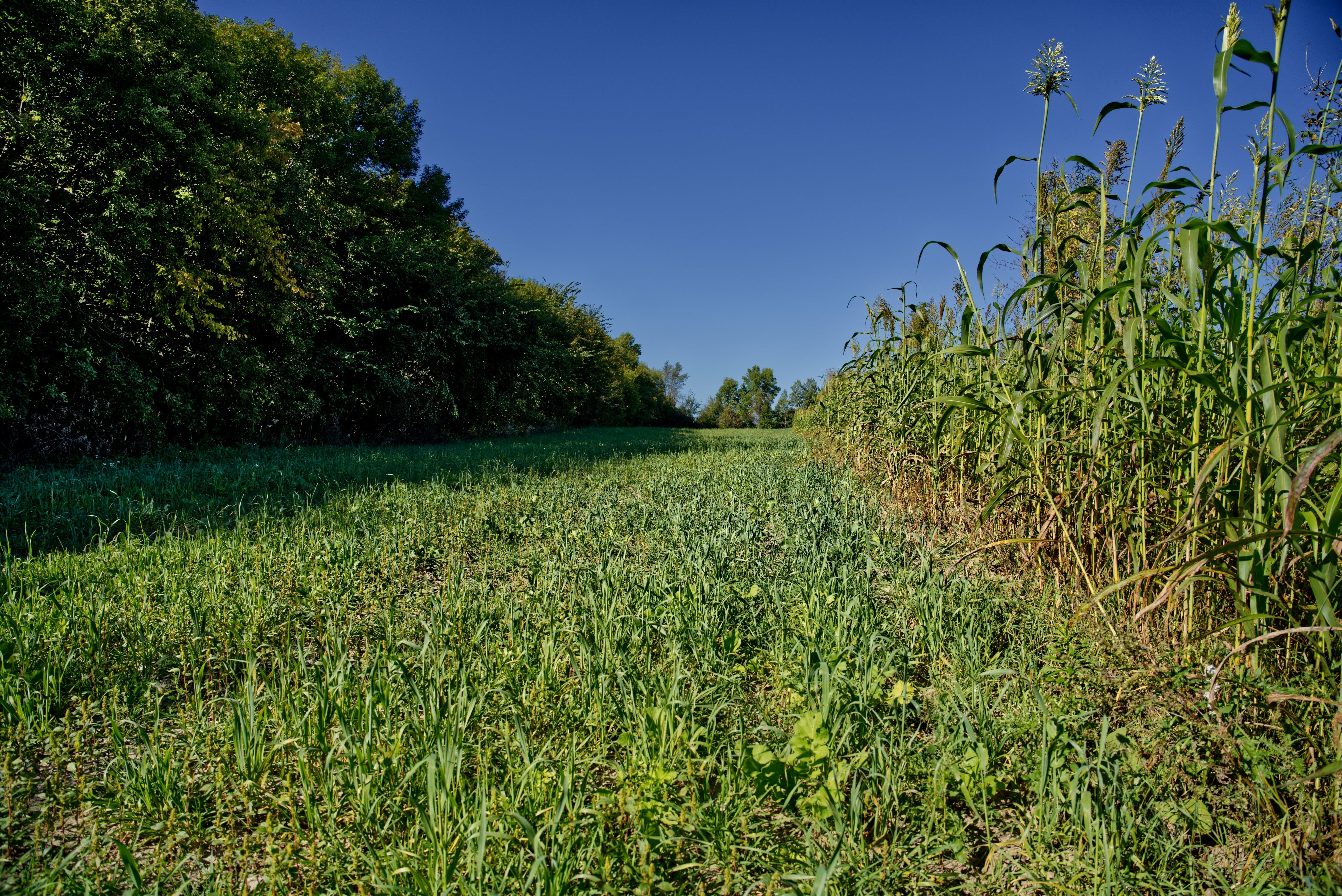 Winter Wheat Food Plot Seed