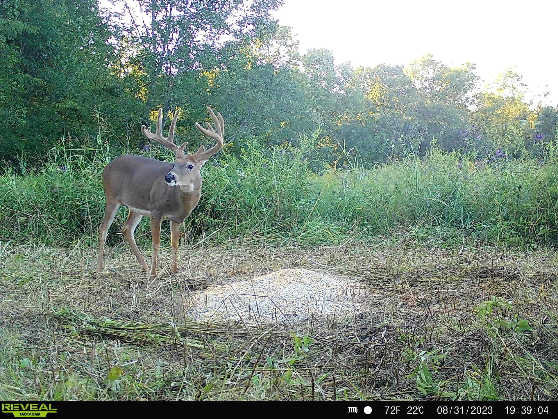 Pre-Game™ Deer Feed