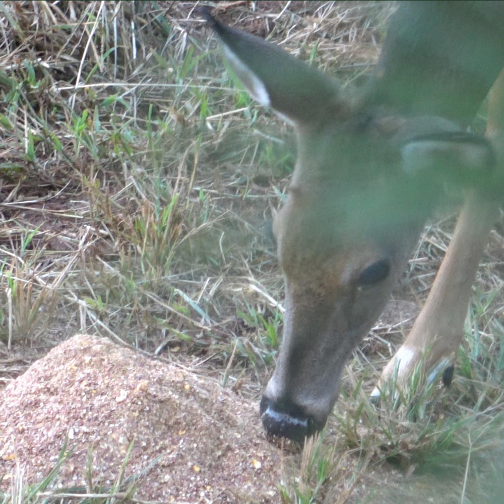 4S Draw Deer Attractant