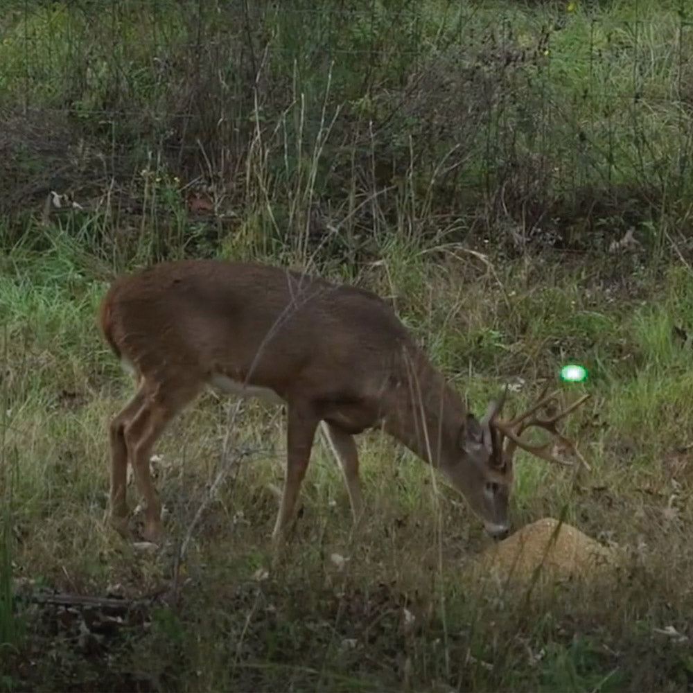 4S Draw Deer Attractant