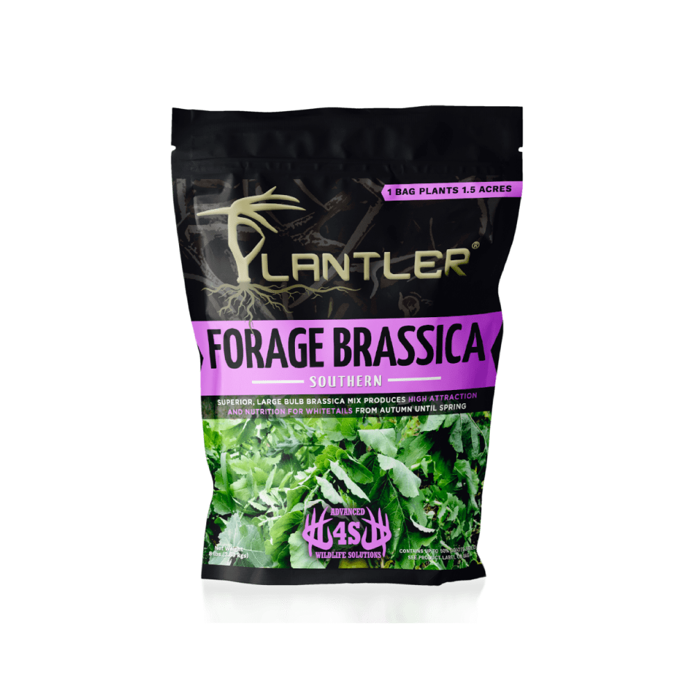 Plantler Forage Brassica