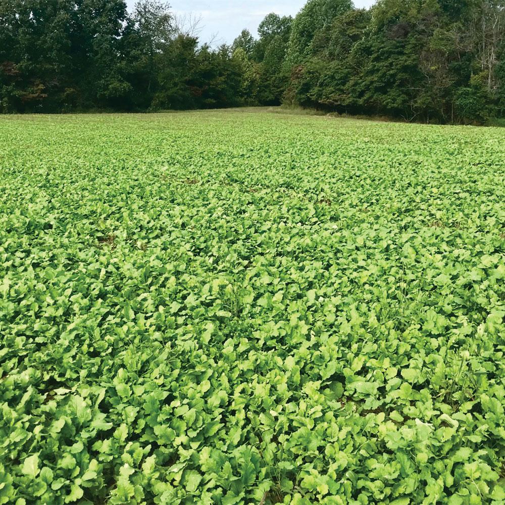 Plantler Forage Brassica