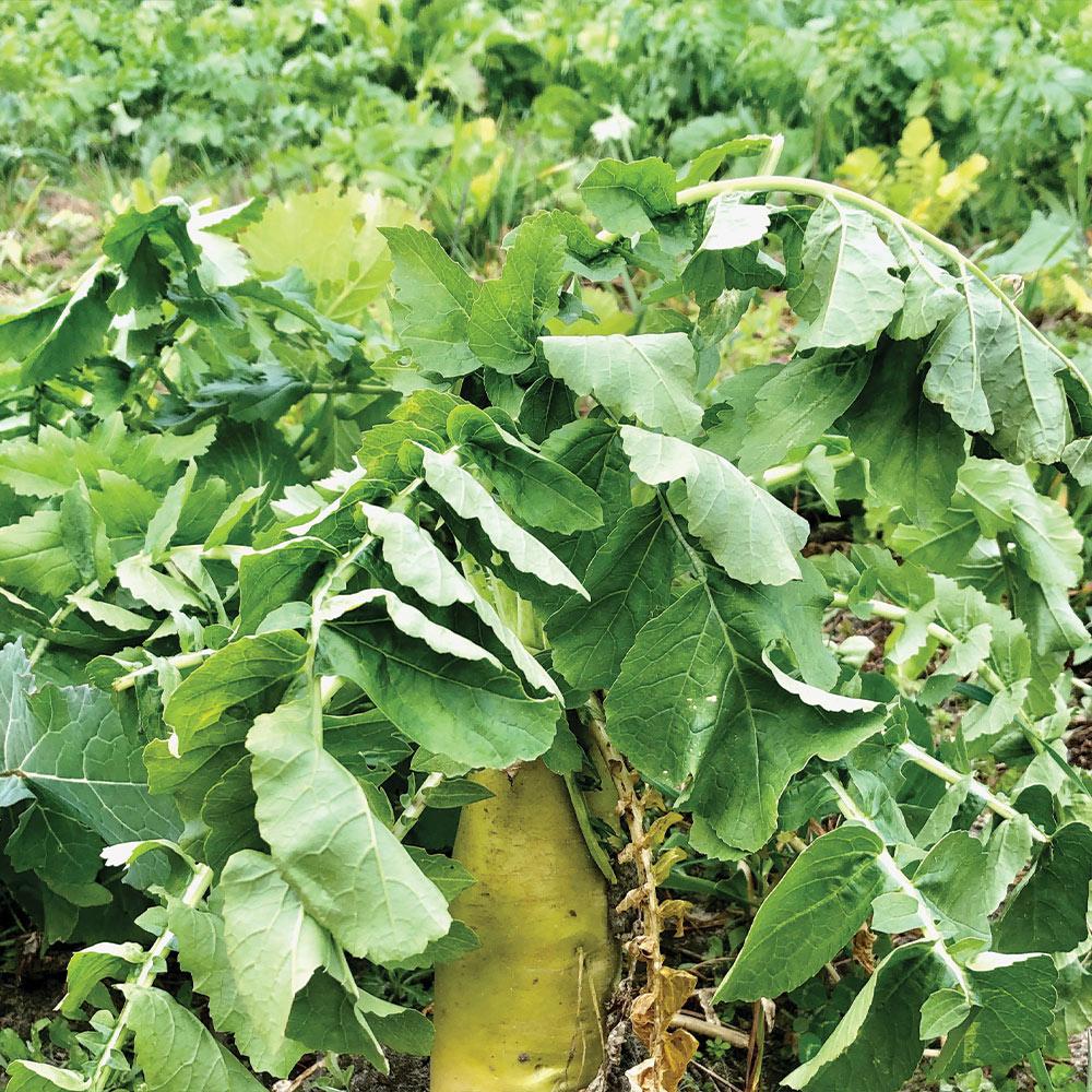 Plantler Forage Brassica