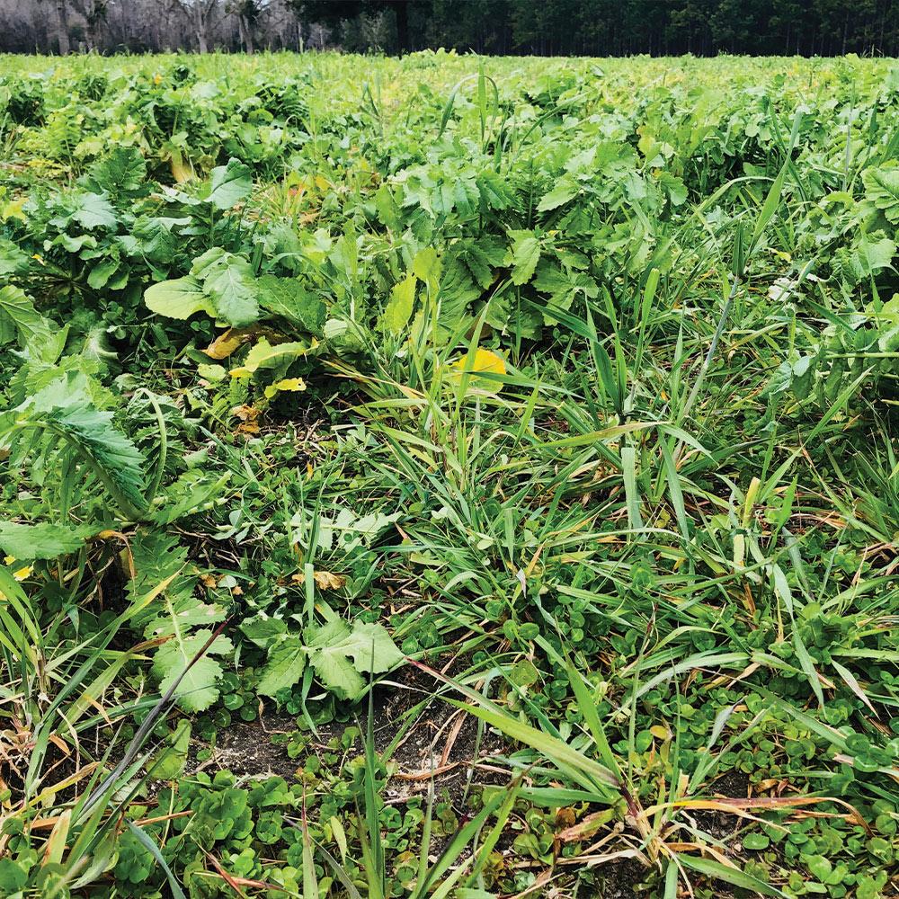 Plantler Forager Plus