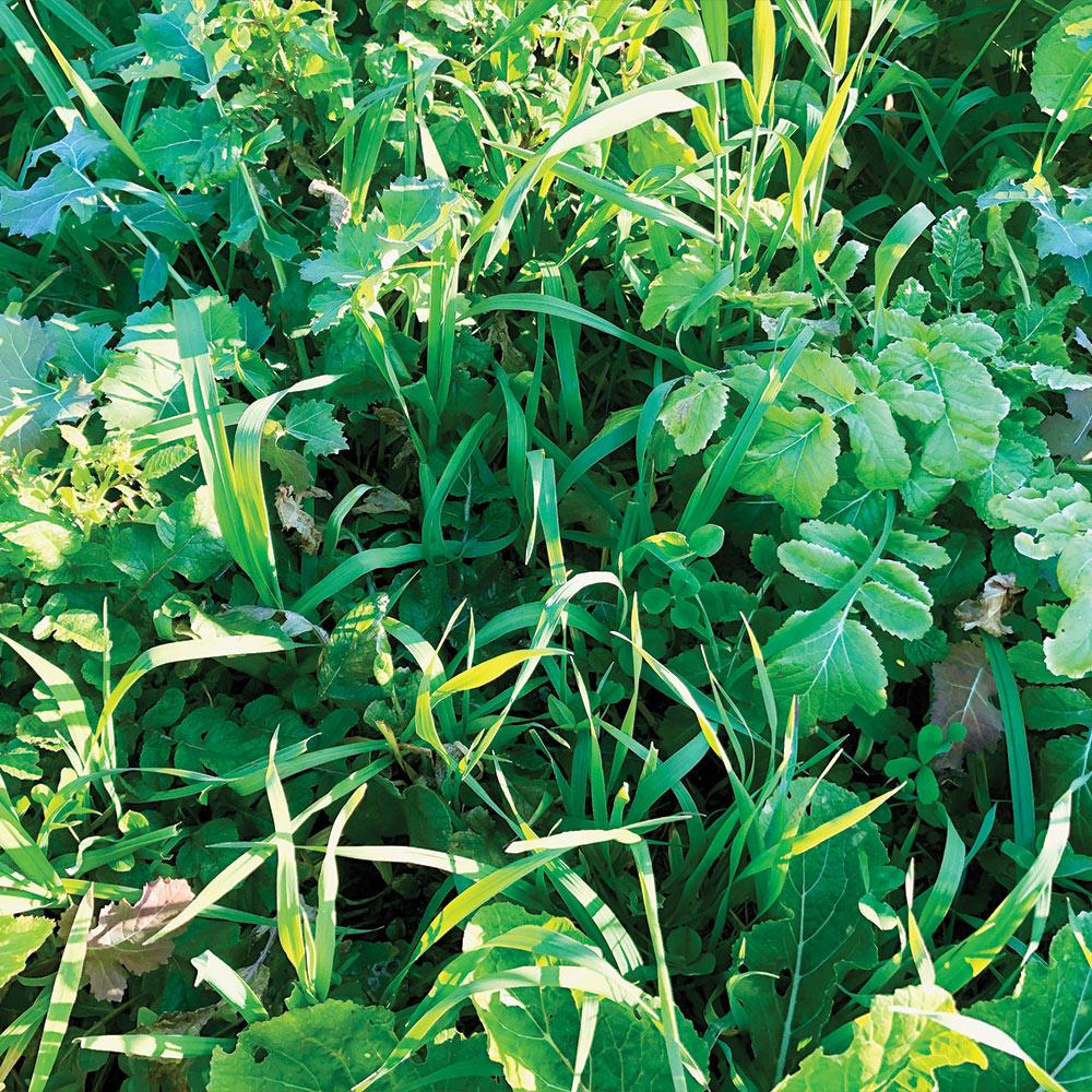 Plantler Forager Plus