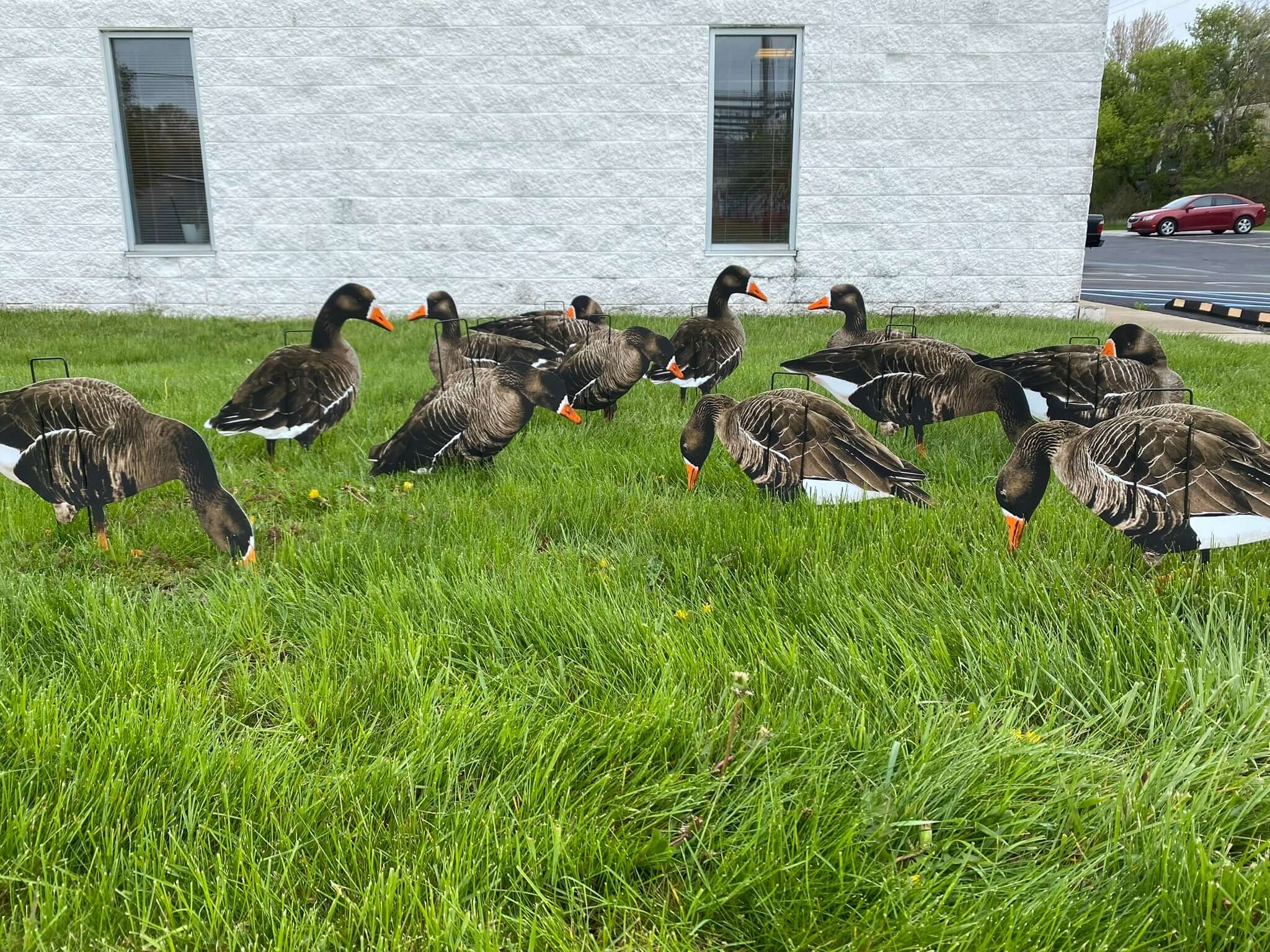 Econo Specklebelly Decoys