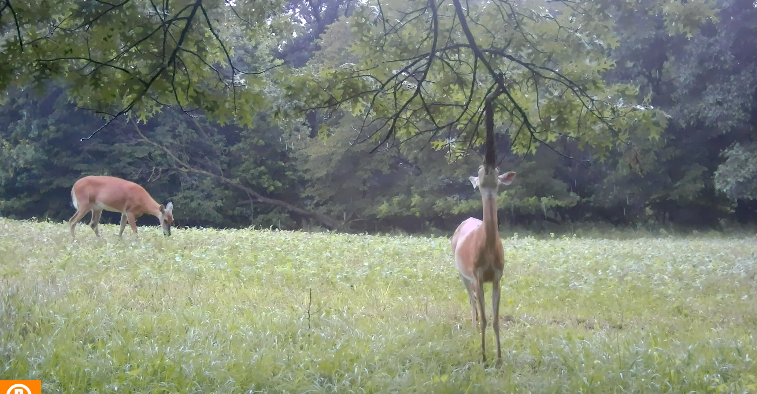 Scrape Queen | Doe Preorbital Gland