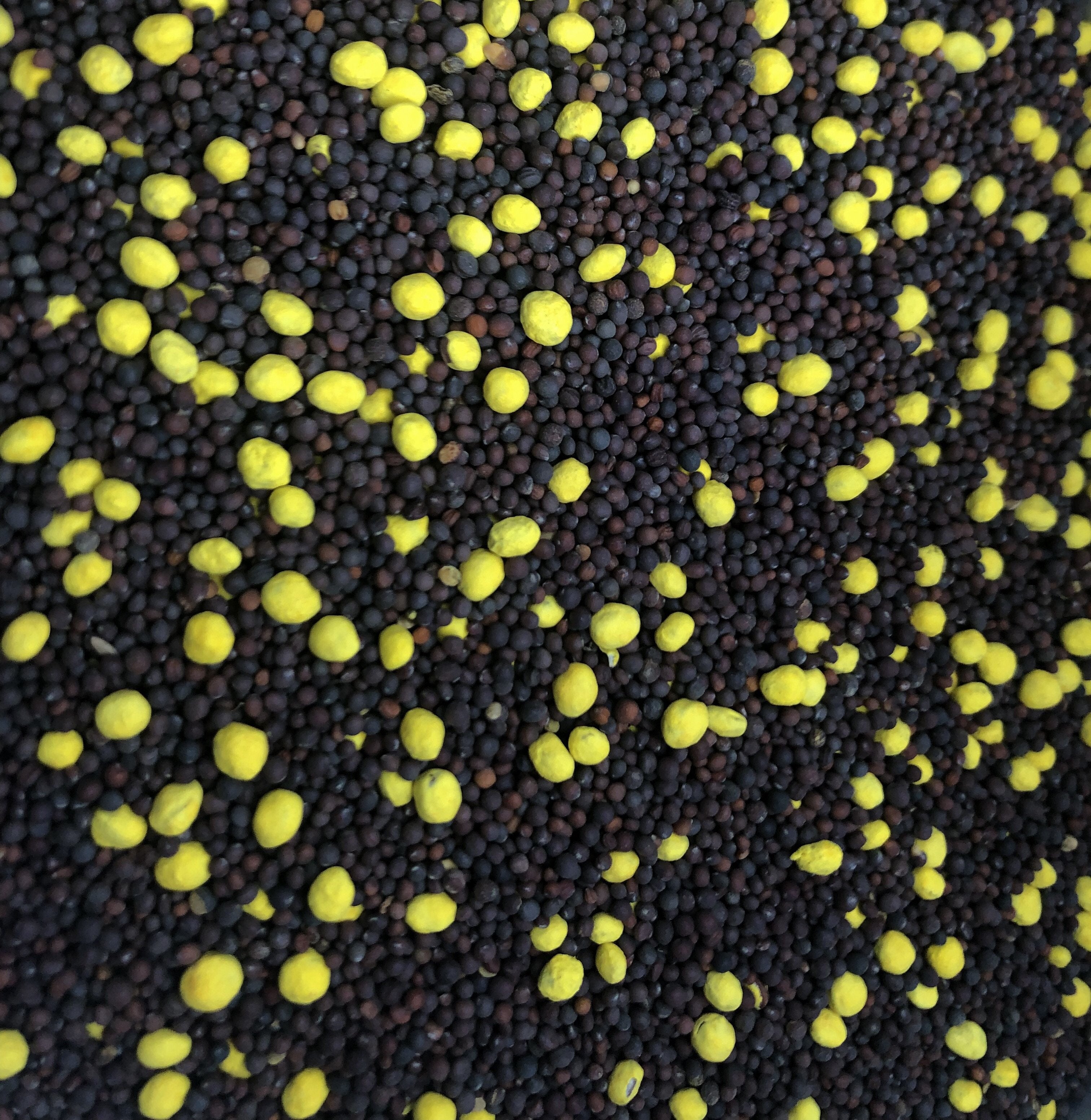 Plantler Forage Brassica